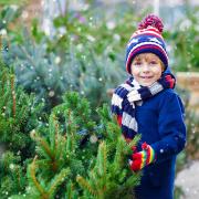 Where to buy a Christmas tree in London