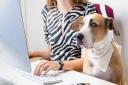 Working from home memes: Your #WFH successes and failures (photo: Photoboyko / istock / Getty Images Plus)