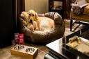 Rosewood London Launches New Dog-Friendly Hotel Package