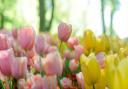 How and when to grow tulips (photo: Giu Vicente from Unsplash)