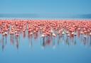 Flock of flamingos. Africa. Kenya. Lake Nakuru. Photo: Getty