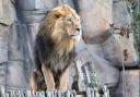 London Zoo's Asiatic Lion exhibition will keep the kids entertained.