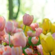 How and when to grow tulips (photo: Giu Vicente from Unsplash)