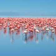 Flock of flamingos. Africa. Kenya. Lake Nakuru. Photo: Getty