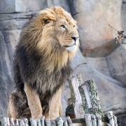London Zoo's Asiatic Lion exhibition will keep the kids entertained.