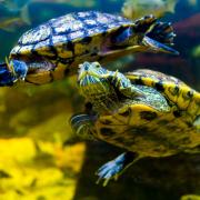 Visit London Aquarium for free if you share a name with a teenage Mutant Ninja Turtle