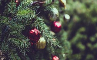 Expert advice on how to keep your Christmas tree looking fresh